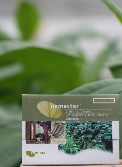 nemastar® for Flea, Beetle and Cutworm Control